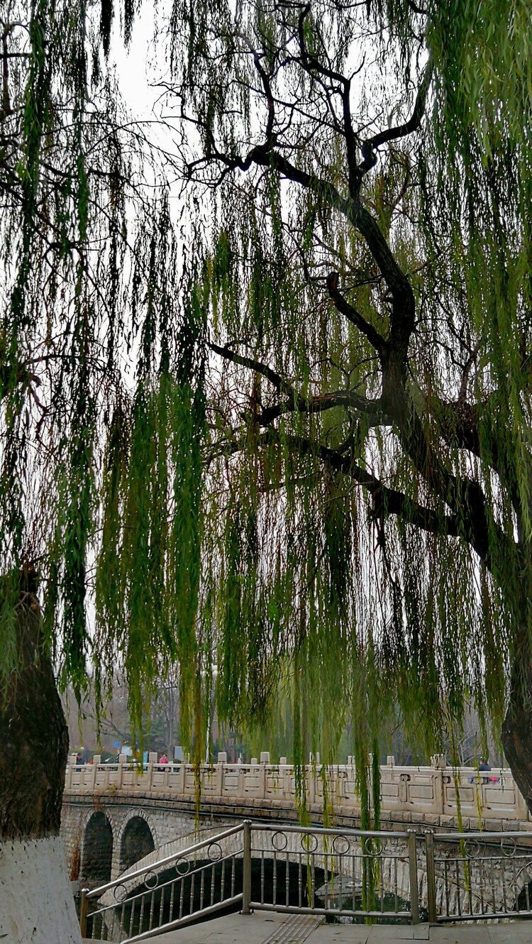 柳树的雄姿(一)