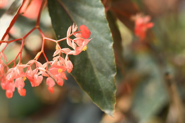 珊瑚秋海棠(首发)
