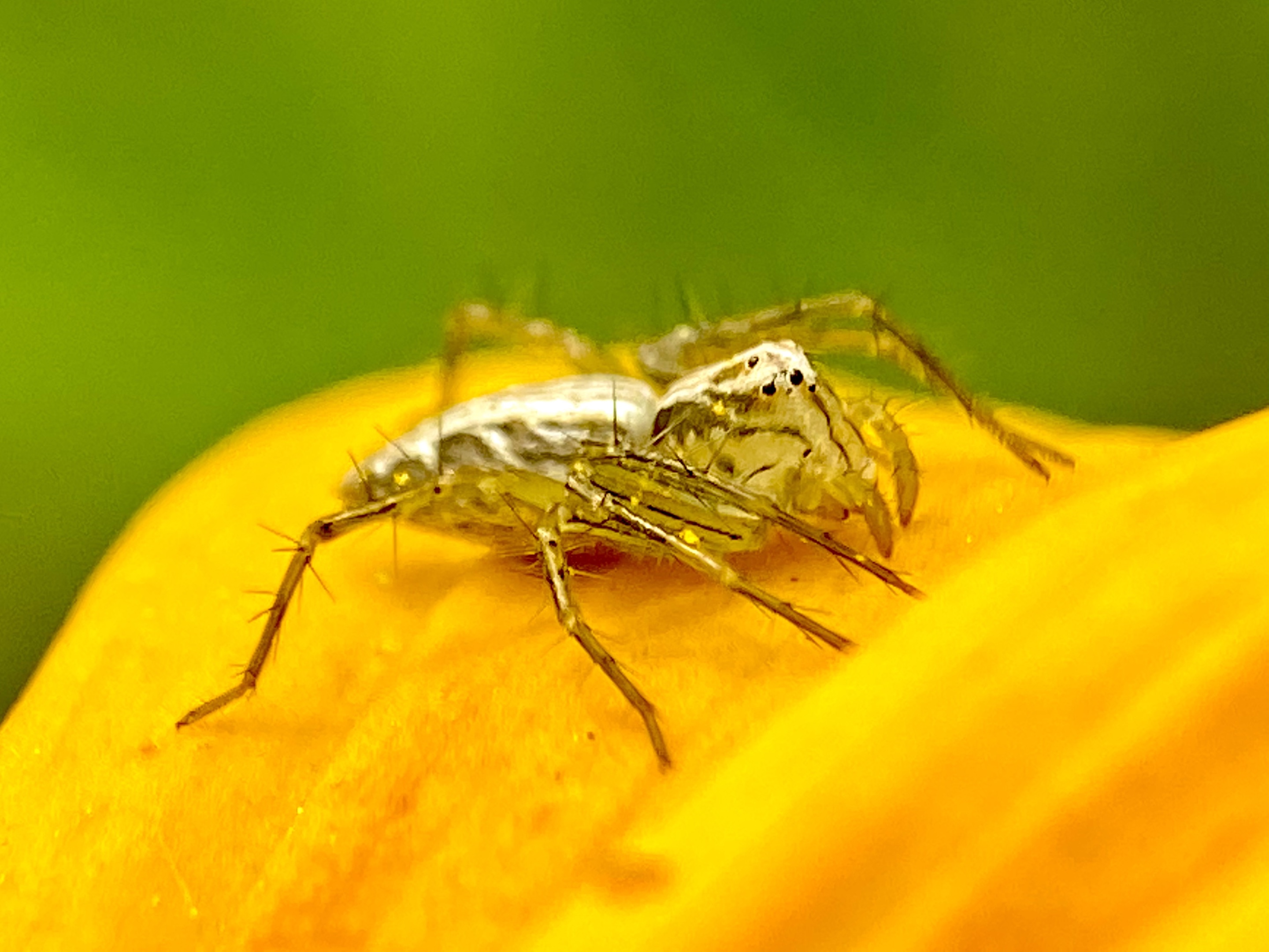 【首发】微距昆虫～拉蒂松猫蛛(四)