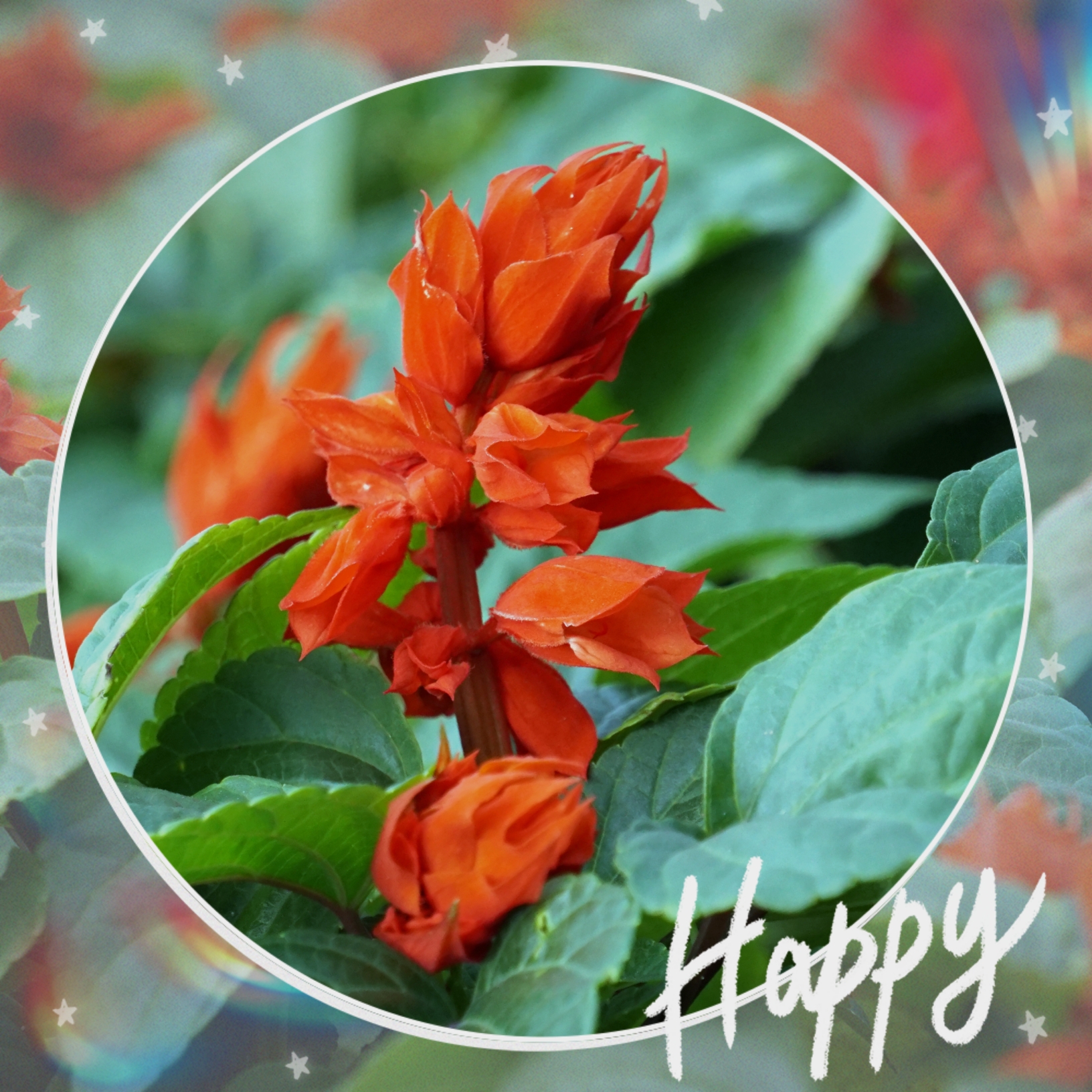 红红火火的花朵,红红火火的日子,红红火火的新年,祝您元旦快乐