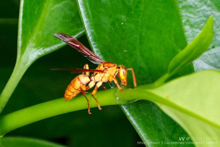 偶遇长脚蜂首发