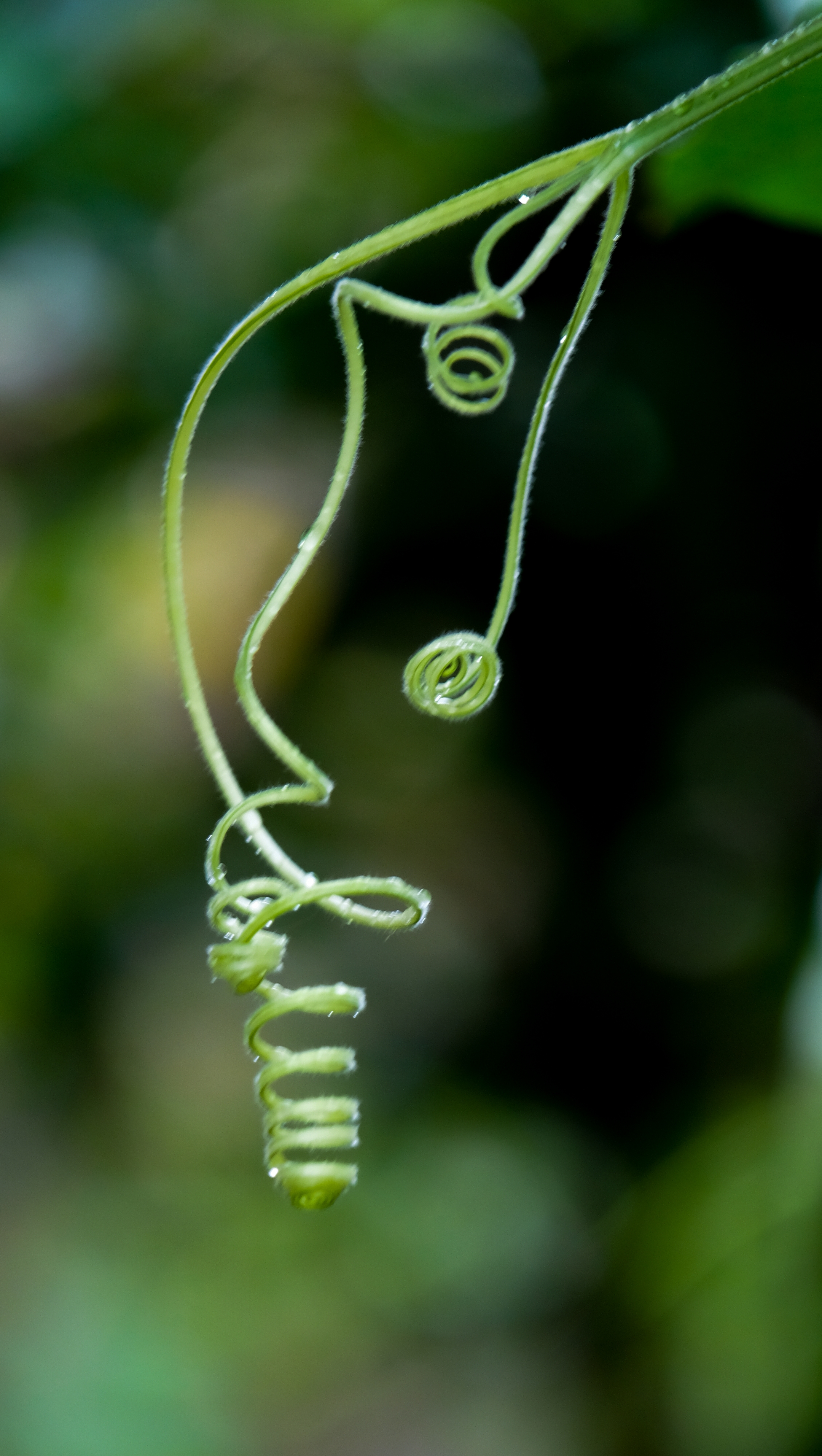 【vv首发】我摄影世界里的藤蔓