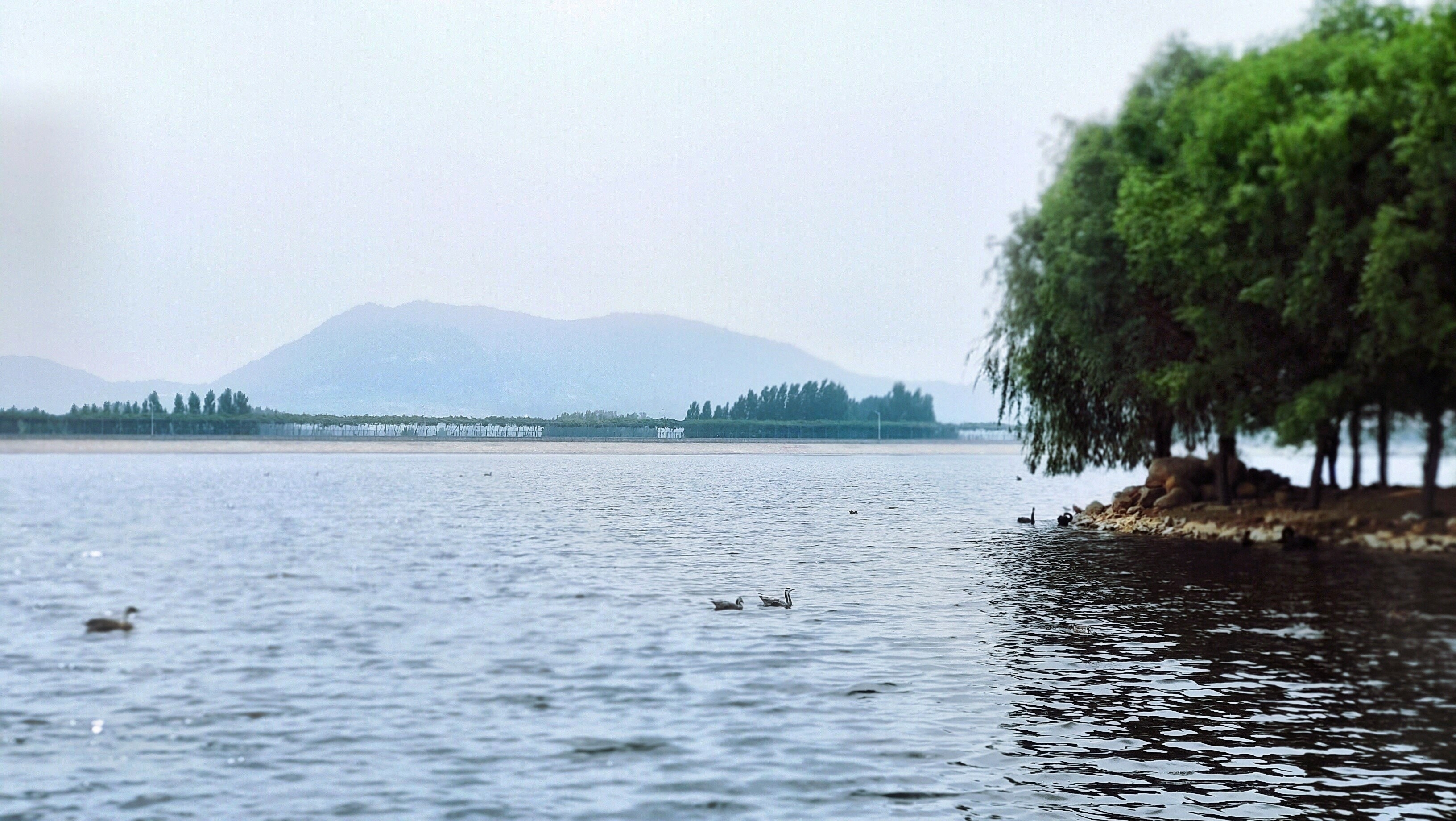 泰安景区天鹅湖图片