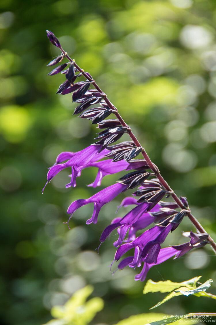 首发深蓝鼠尾草