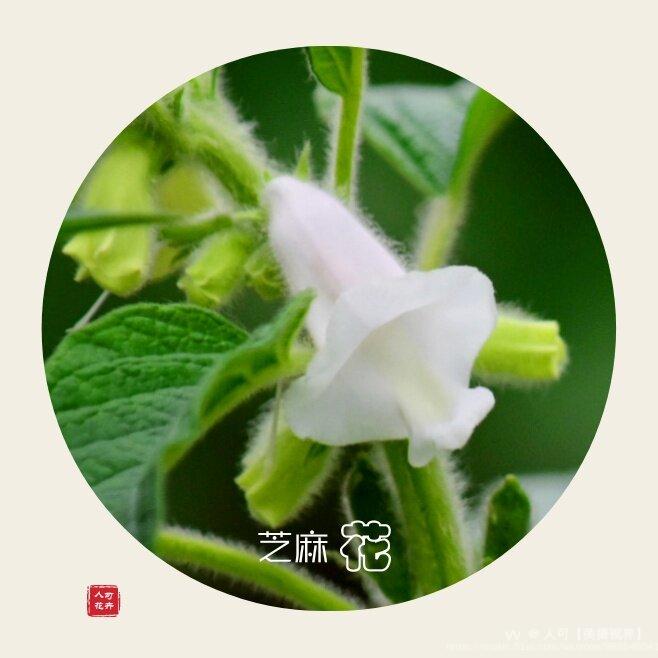 芝麻开花节节高