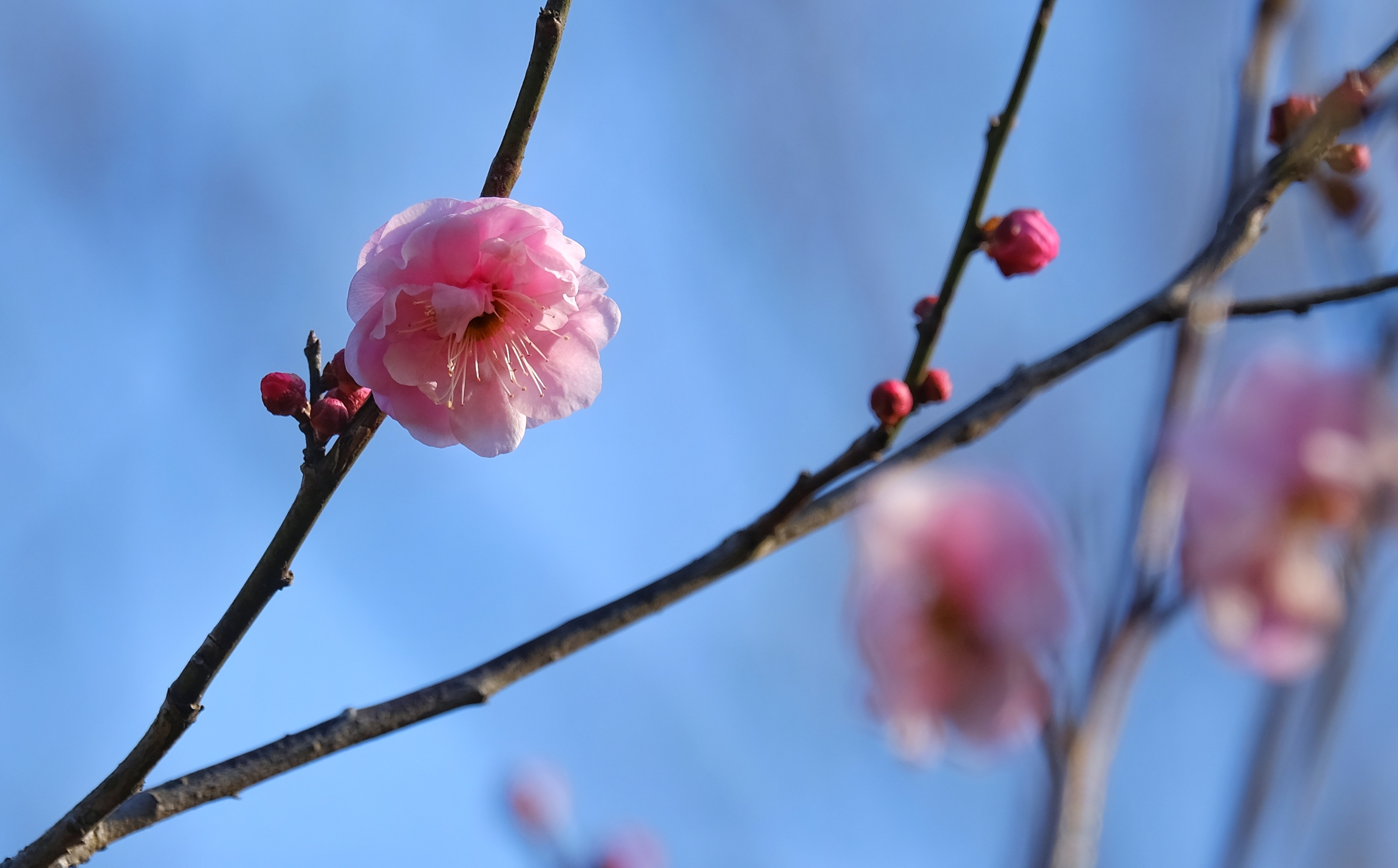 梅花在我国有着悠久的历史,由于它的开花季节会经历冰雪风霜,花形