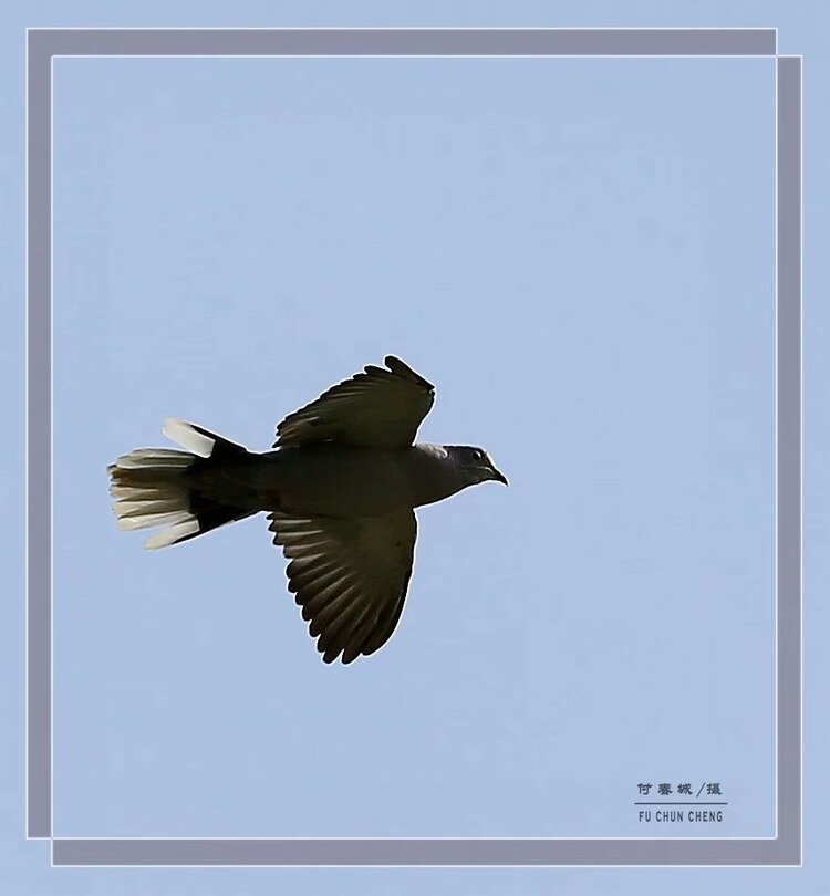 (原创首发)飞翔的布谷鸟