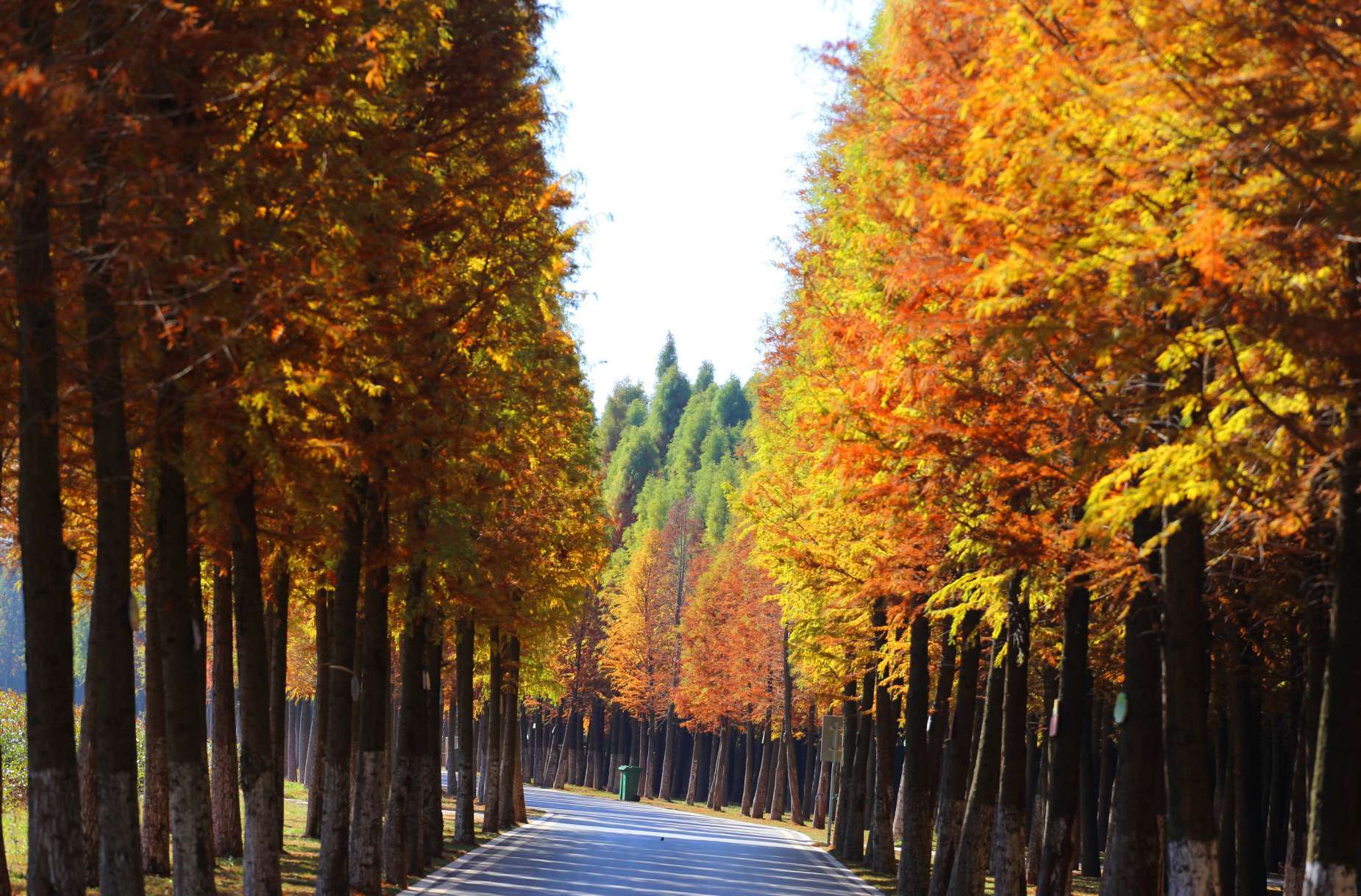 【首发】枫林尽染菊花黄