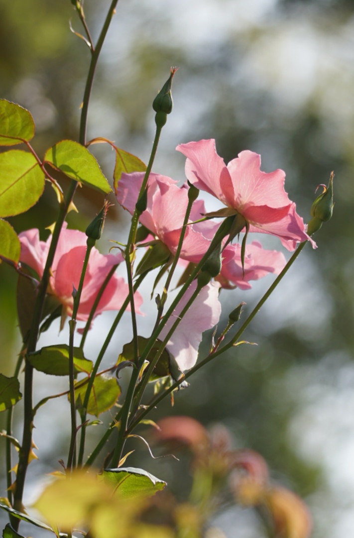 单瓣儿月季很灵秀