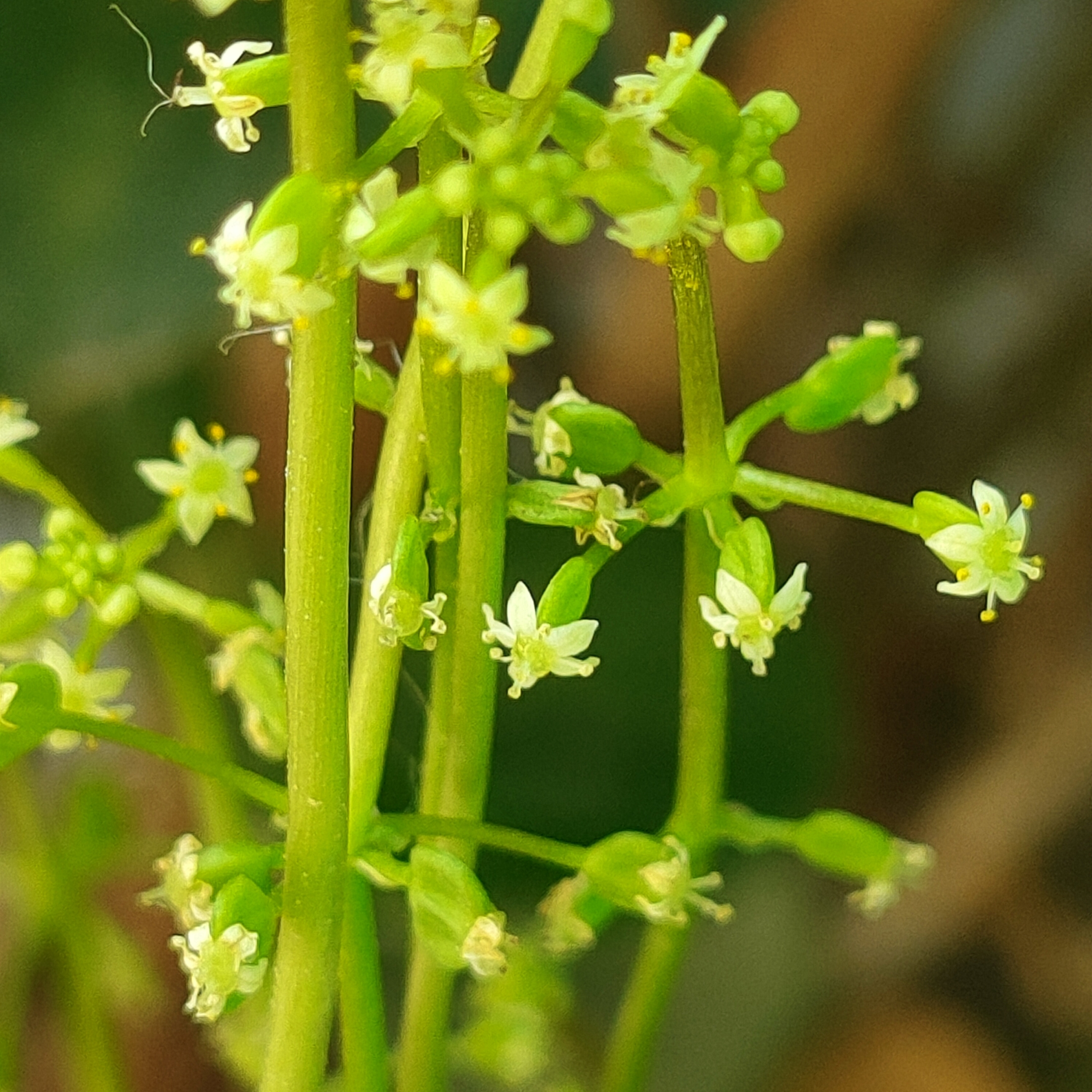 香菇草花【原创首发】