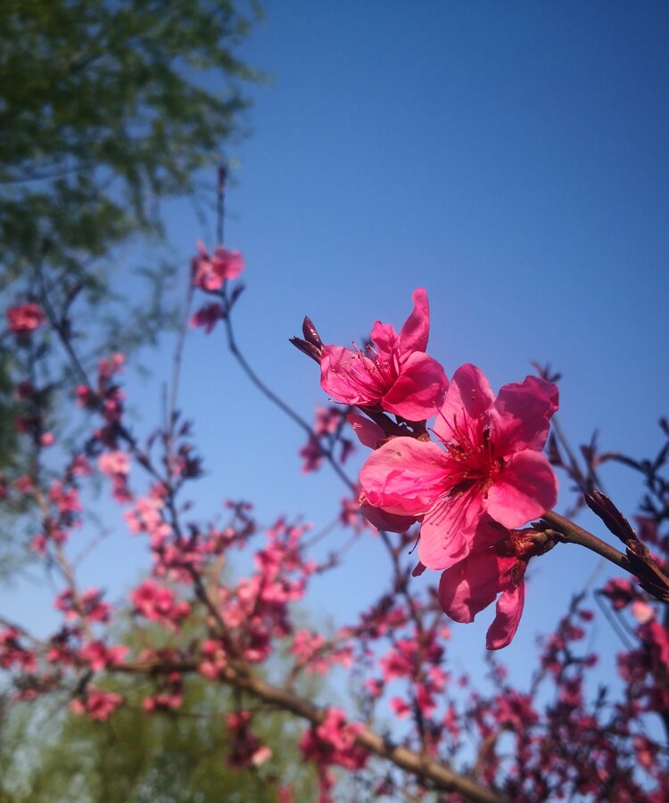 首发桃花朵朵开