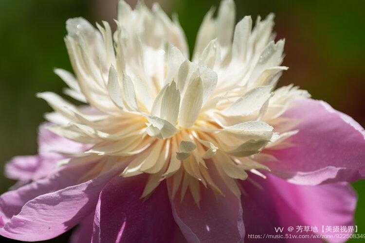 首发莲台芍药花