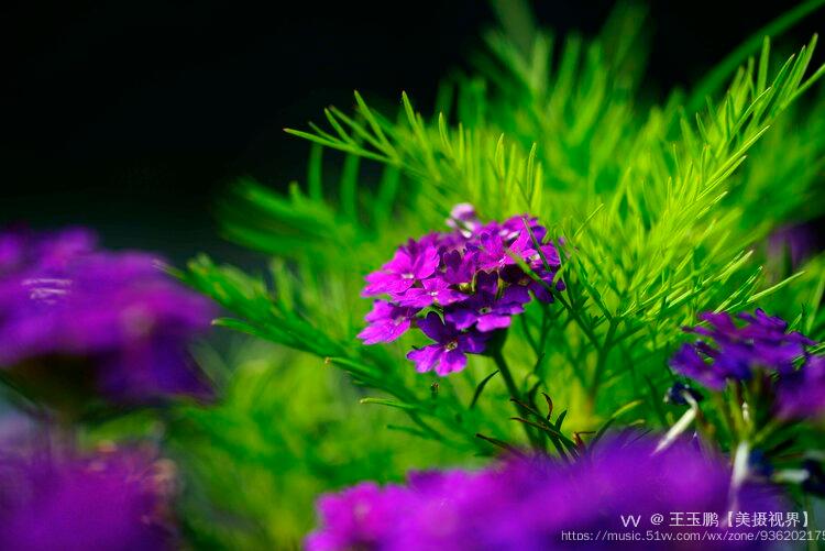 赏花季紫花美女樱