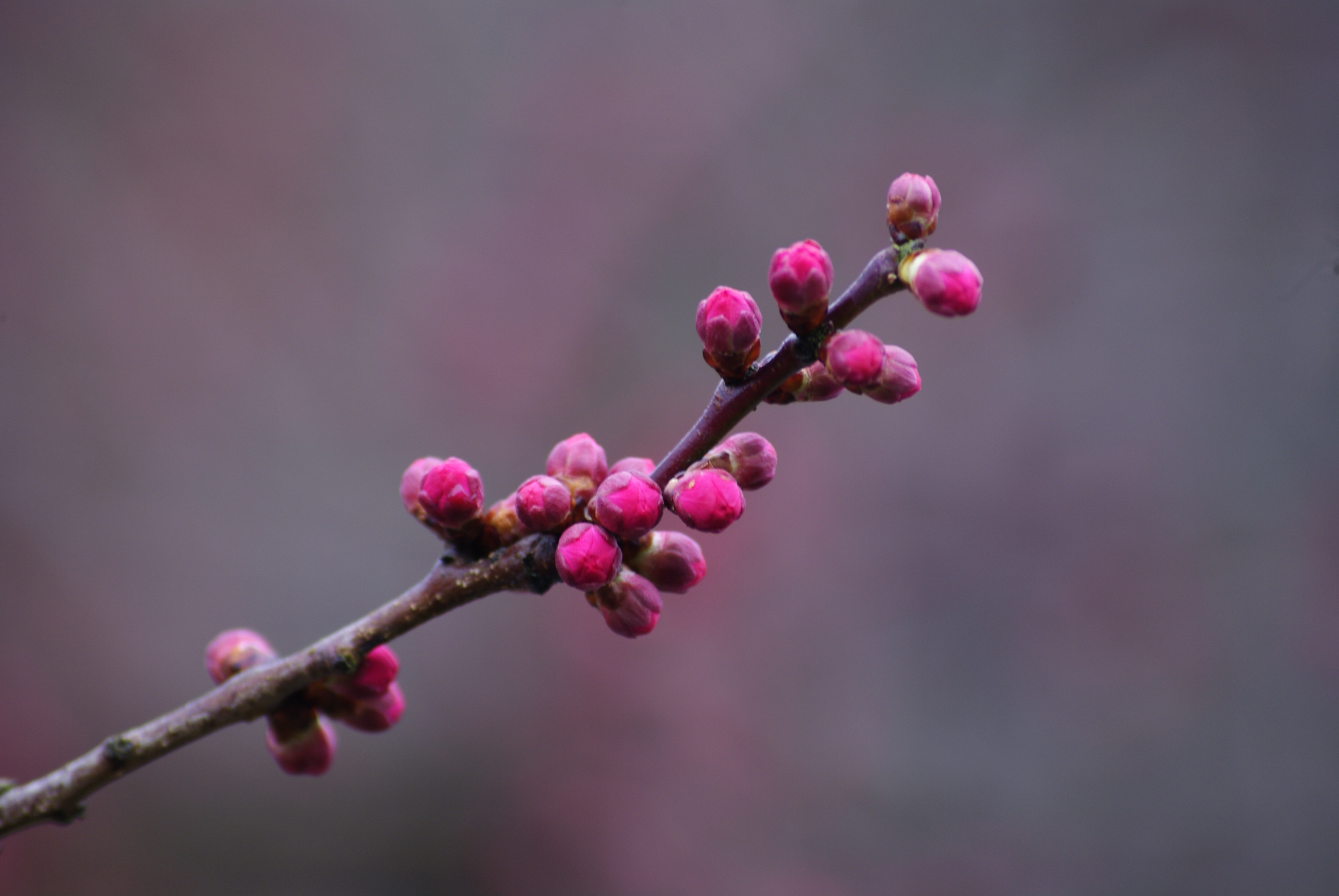 春天的花蕾