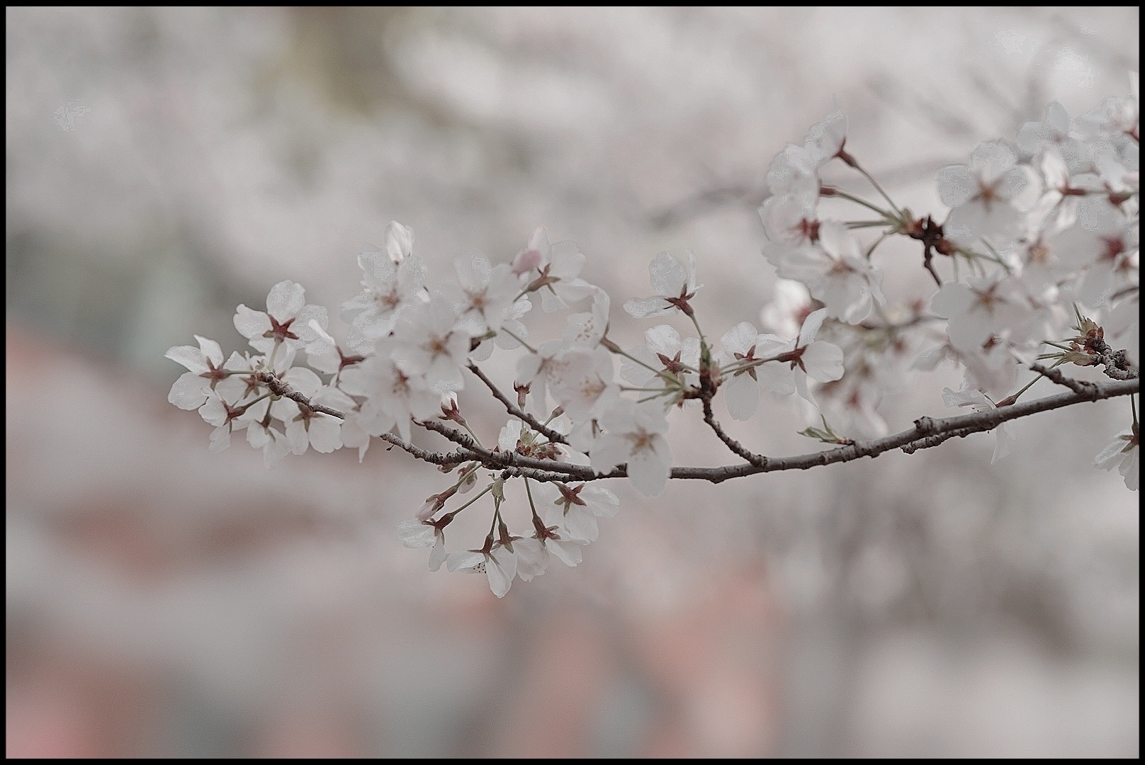 樱花雪