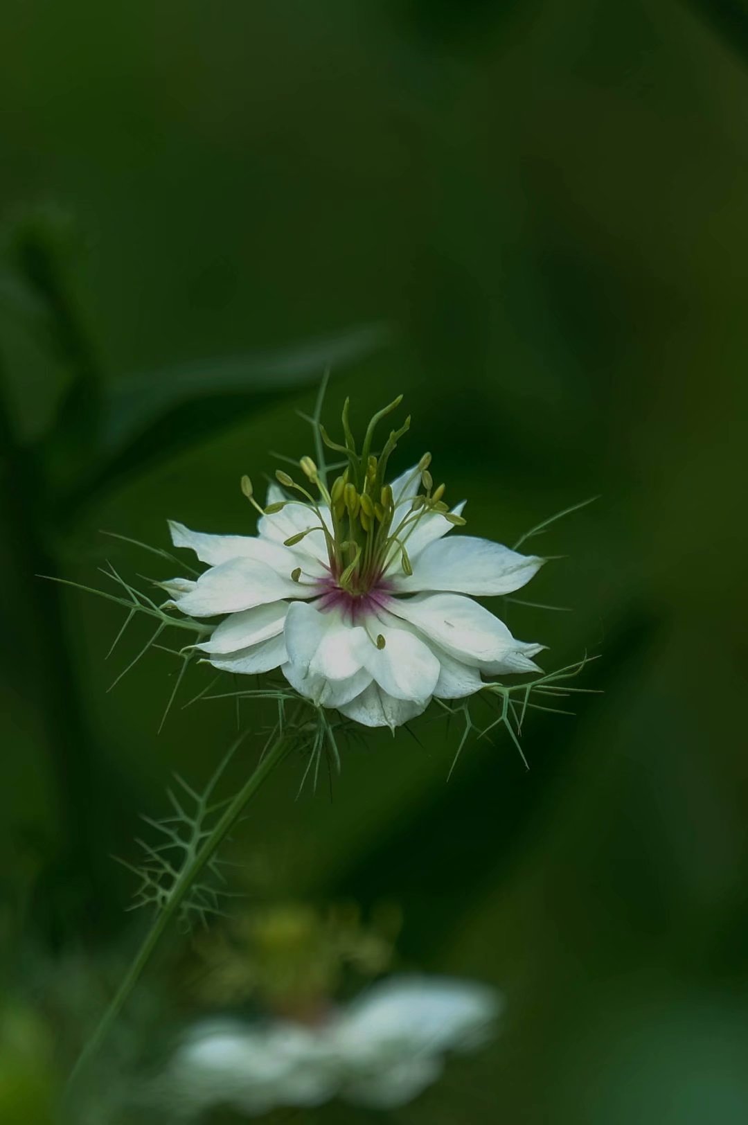 黑種草的花語:夢幻愛情.