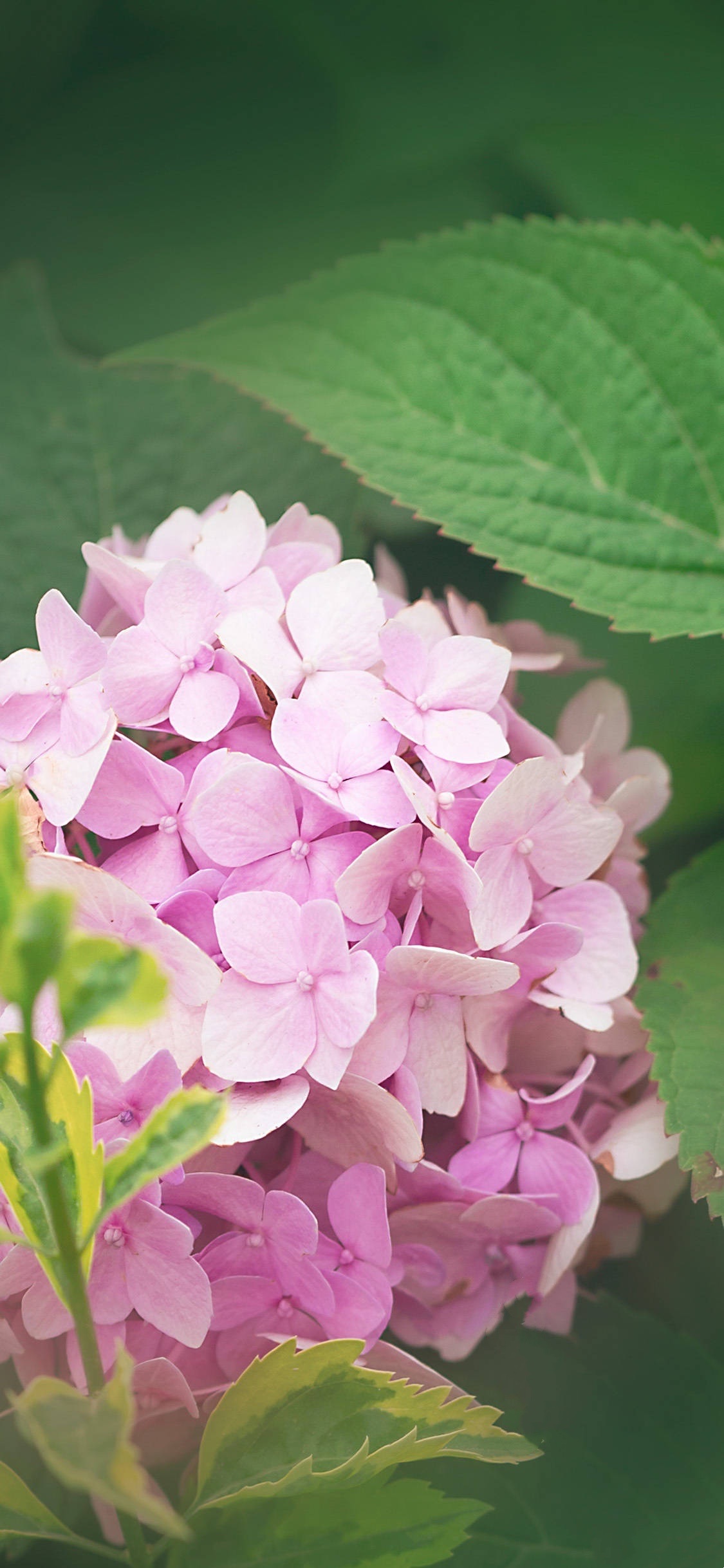 【首发】粉绣球