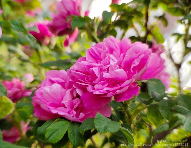 首发紫花重瓣玫瑰