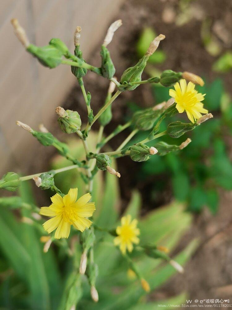 萵筍開花