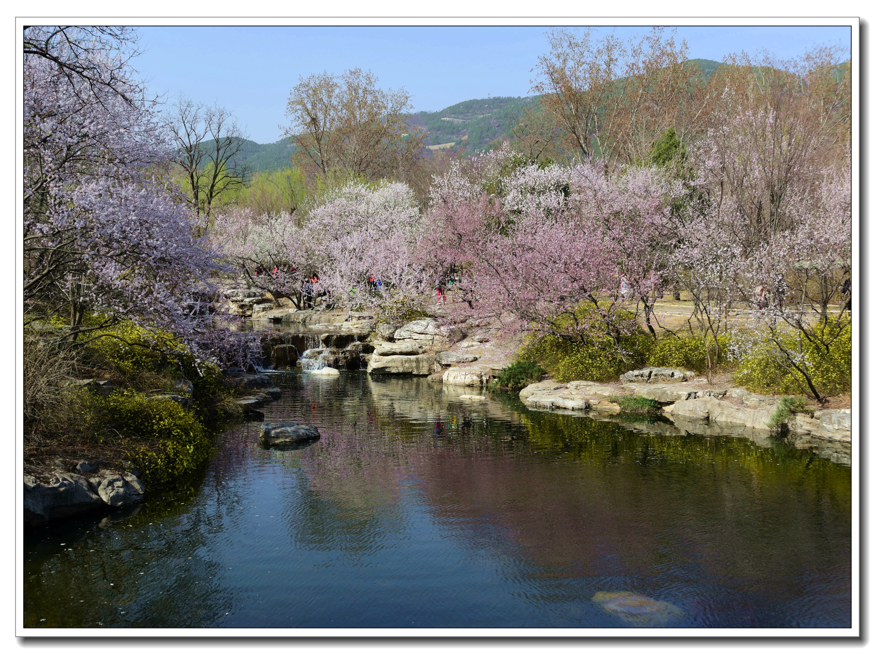 庙坝桃花源图片