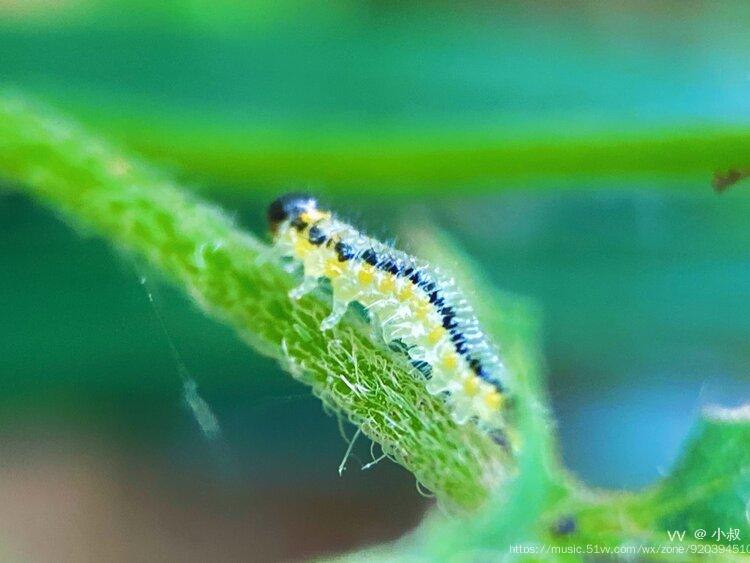 【首发】透明毛毛虫(一)
