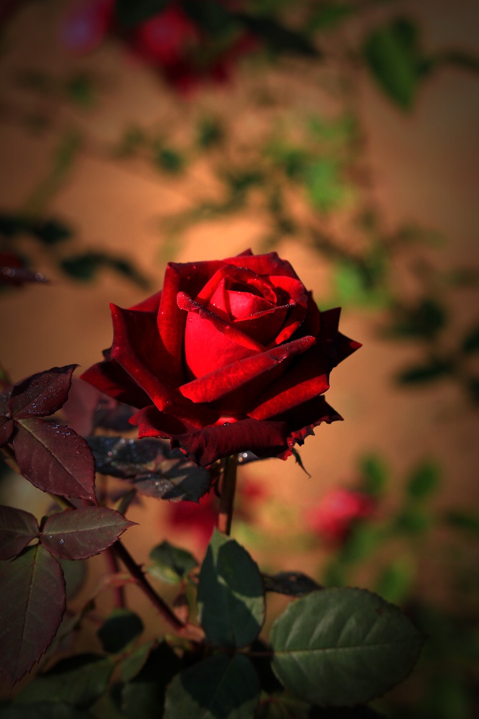 一枝玫瑰唯美图片图片