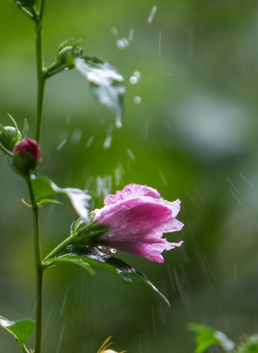 雨中的木槿花