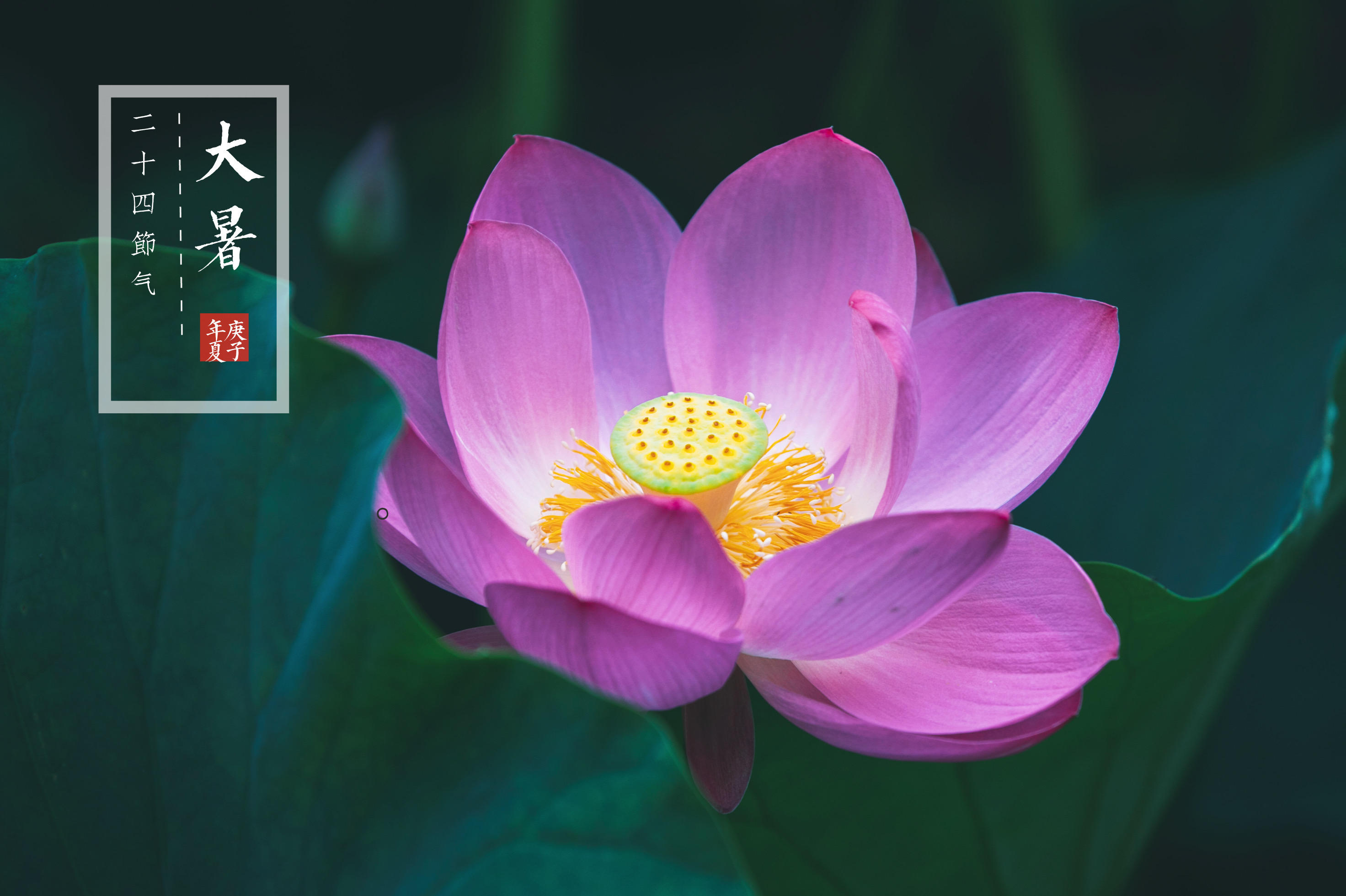 二十四节气——大暑《vv首发》