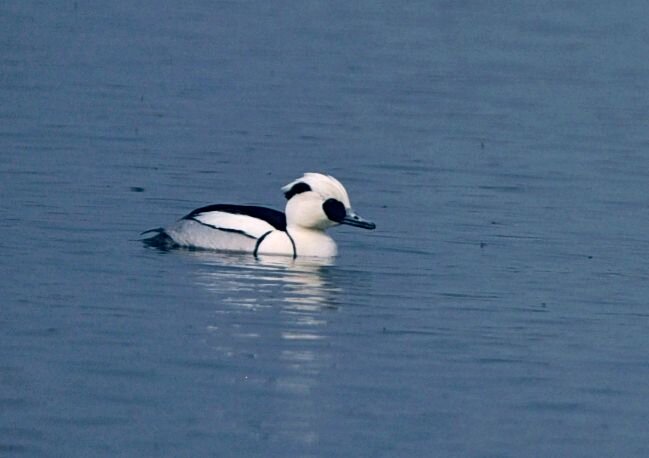 颐和园来了熊猫鸭首发