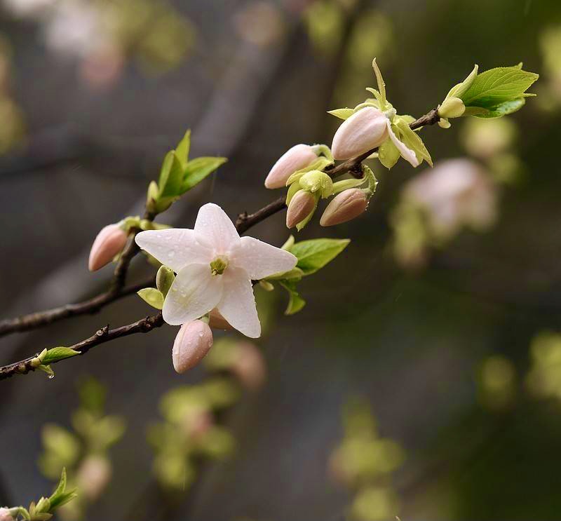 【首发】繁花～陀螺果花