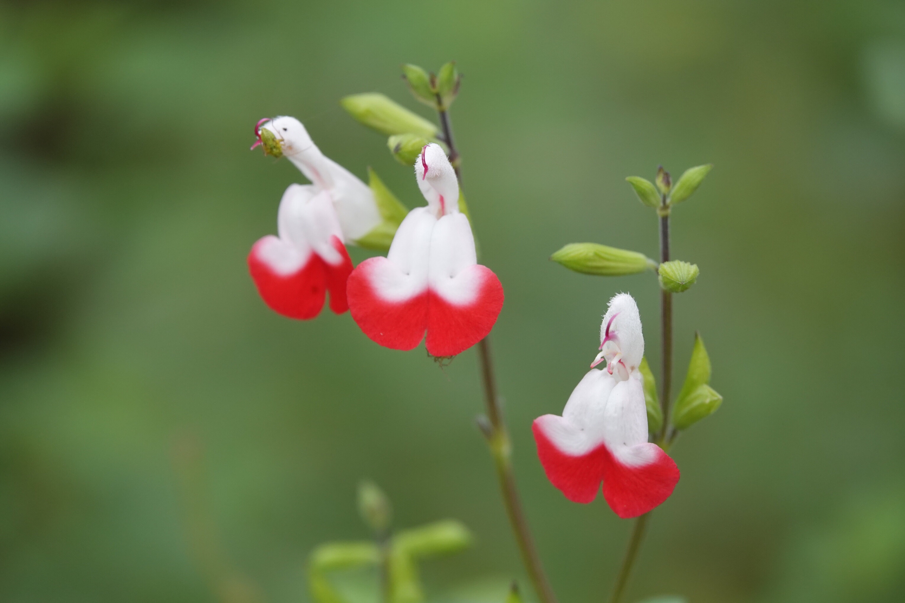 熱愛生活,讓花兒與我同行