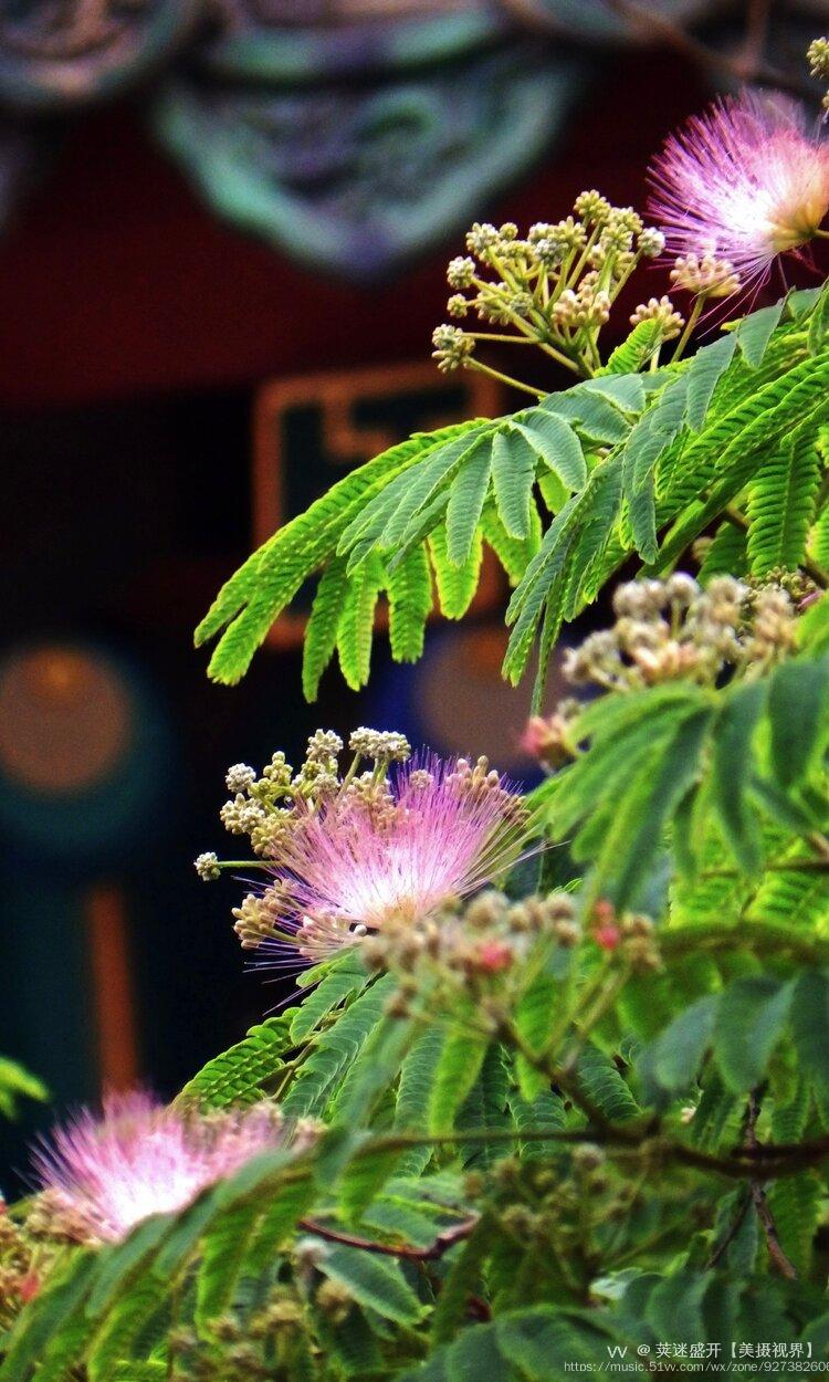 北海公园小扇子花首发