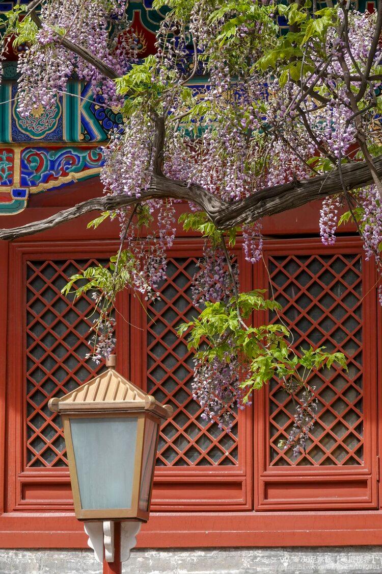 首发国子监紫藤花开2