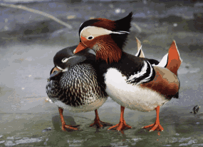 听Ⅱ《鸳鸯蝴蝶梦》作者:如梦