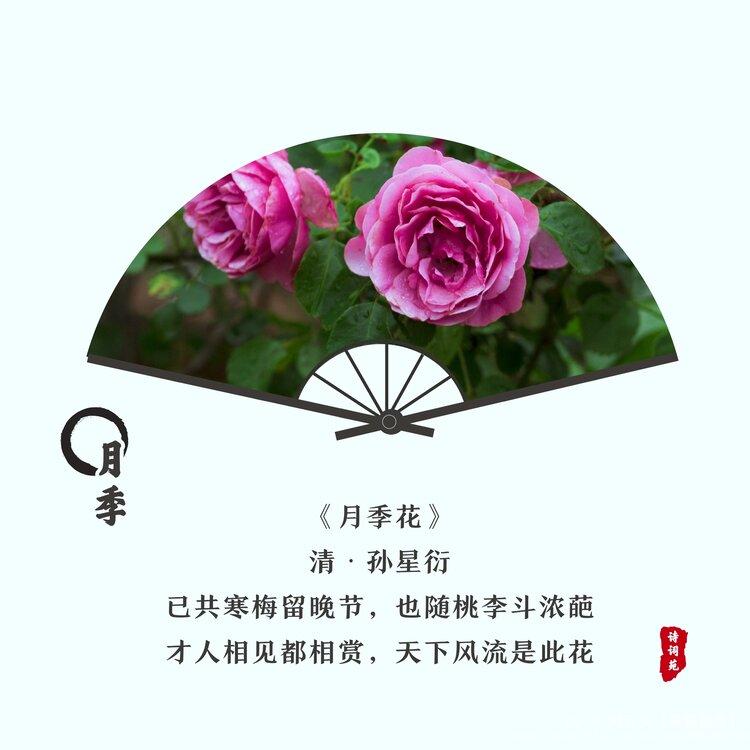 莫道花无百日红vv首发