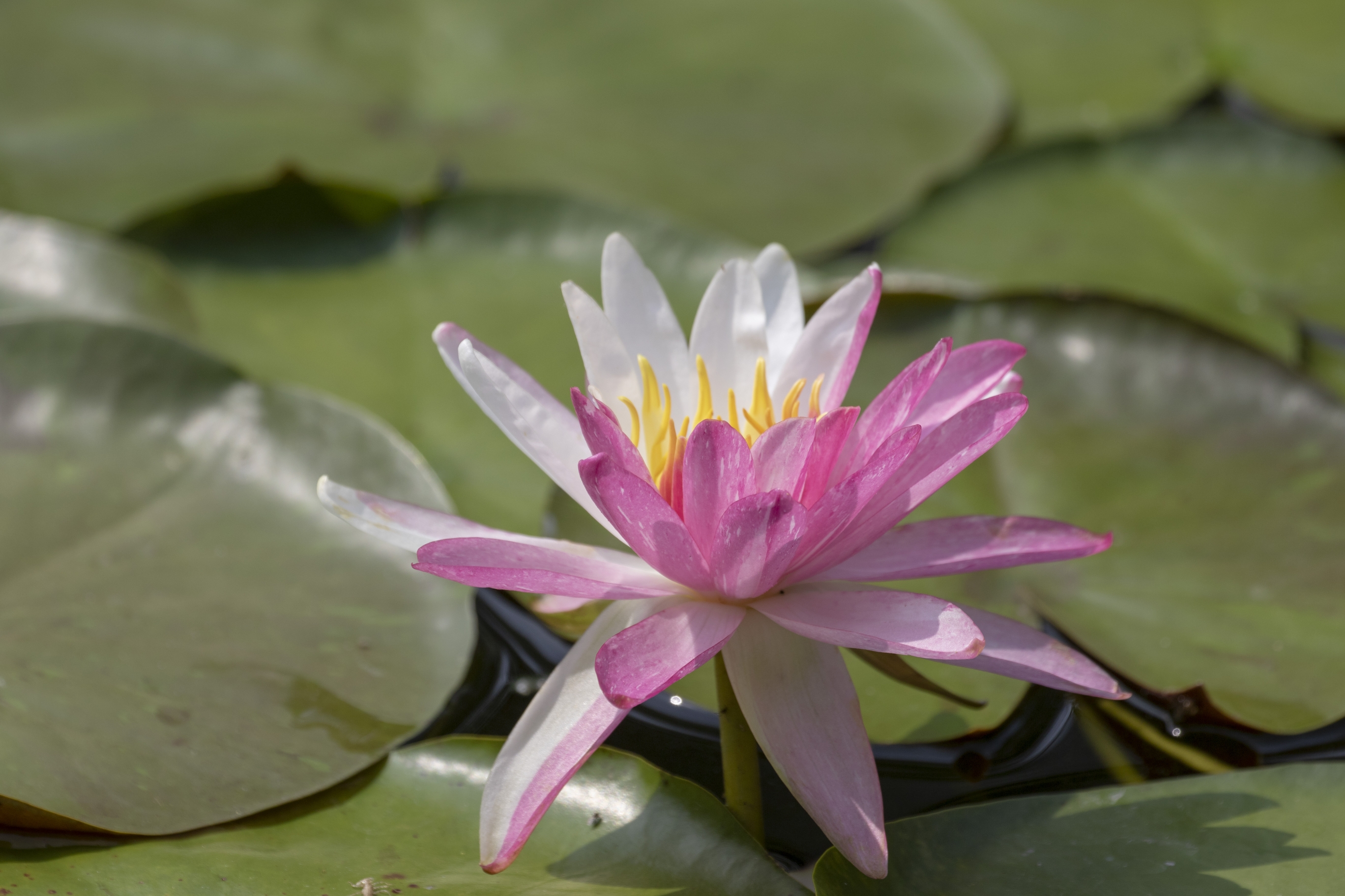 【首发】睡莲(二)