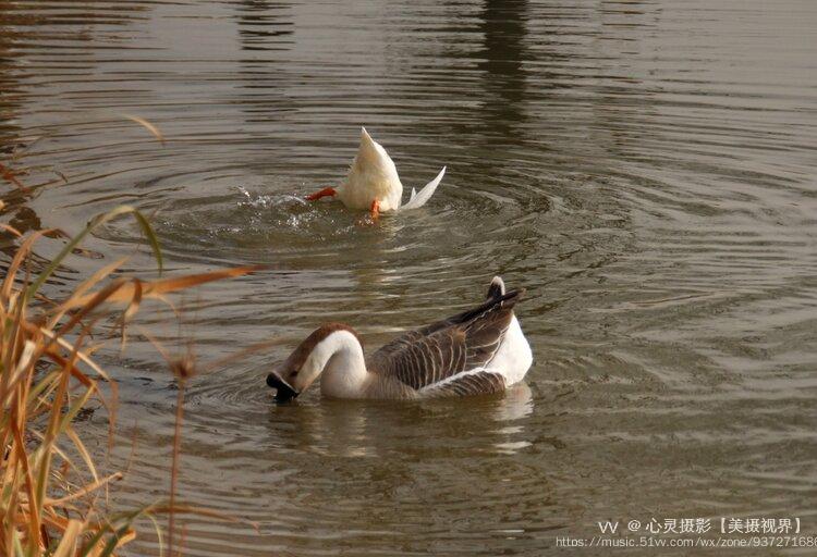 首发霸气的麻鹅