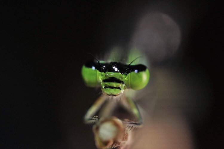 点水蜻蜓款款飞