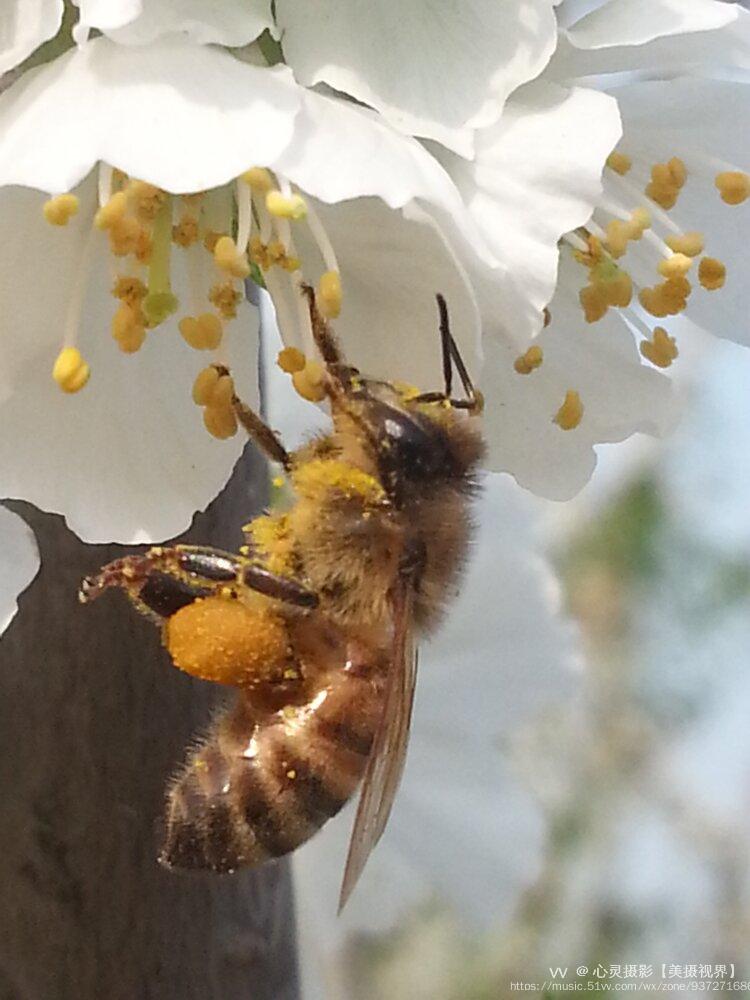 【首发】小蜜蜂采蜜忙