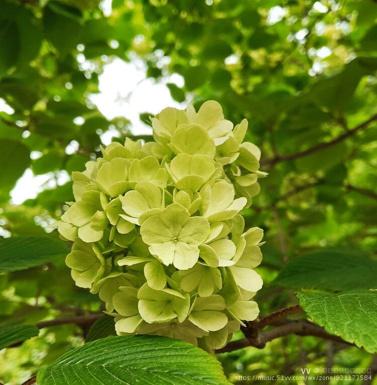 绿色木绣球首发