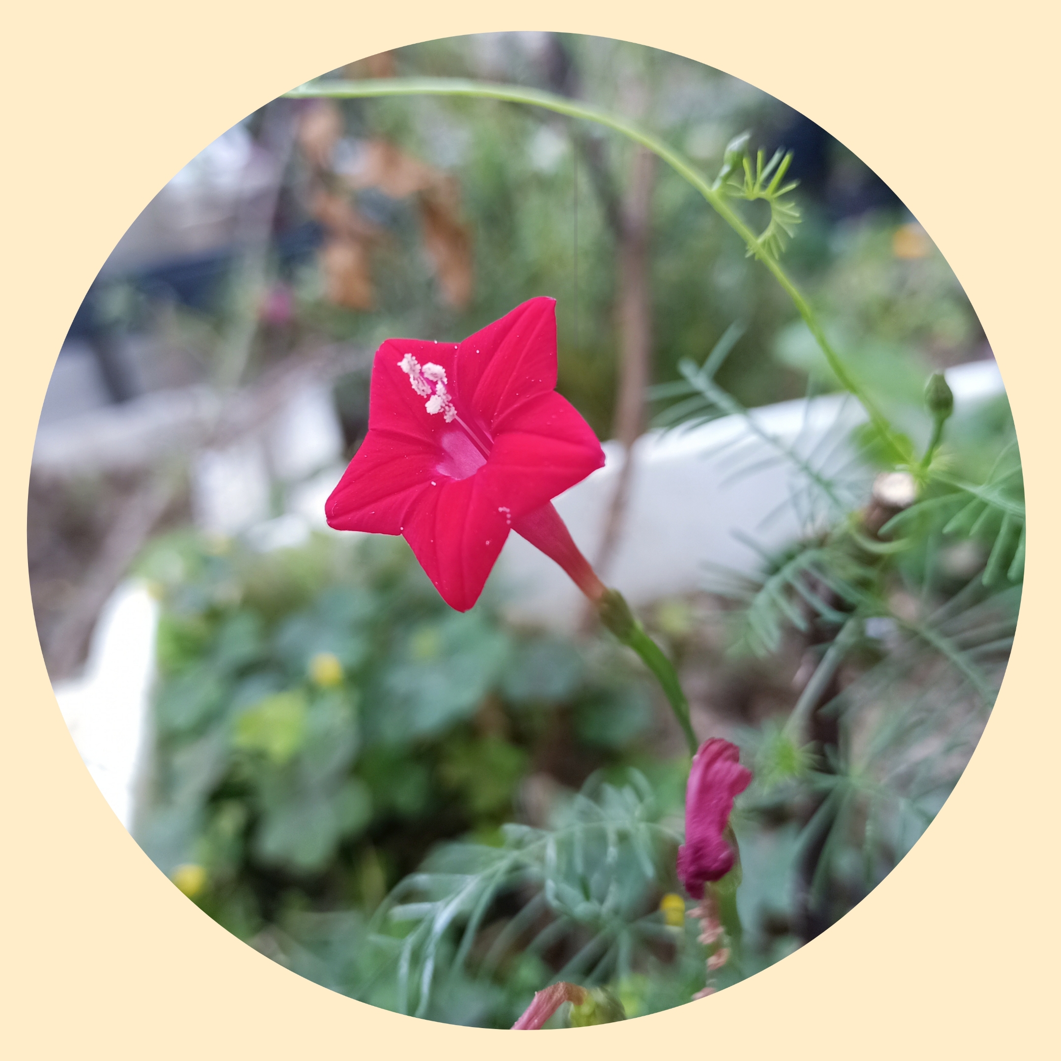 五星花【首发】