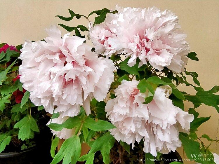 牡丹花开富贵,破朝霞烂漫,香麝旃檀.华贵雍容秀丽,美色妍姗.