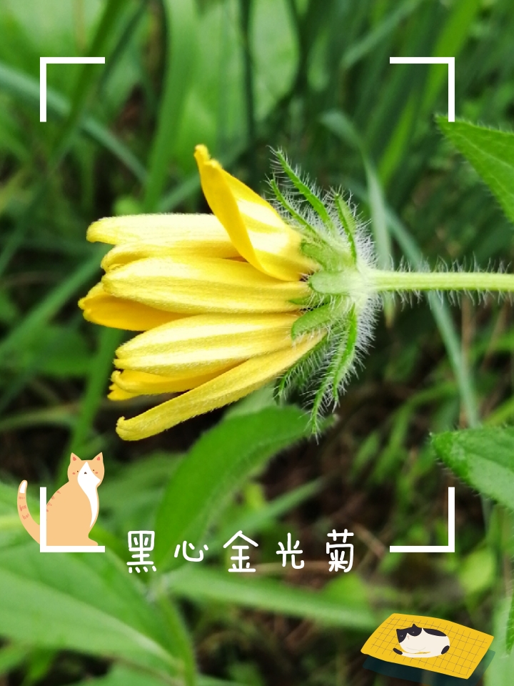 [vv首发]独树一帜的黑心金光菊