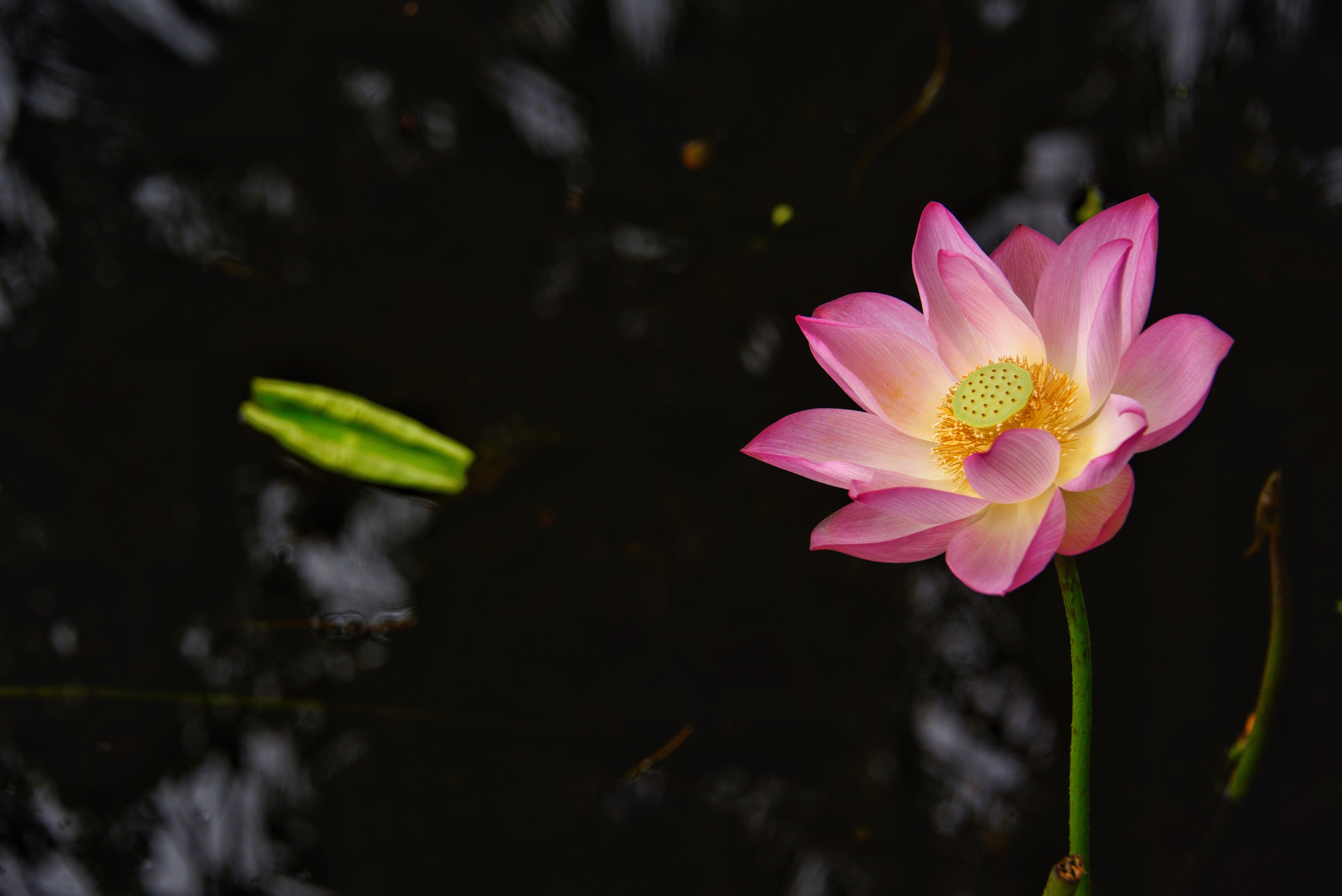 千姿百态的舞姿…荷花(首发)