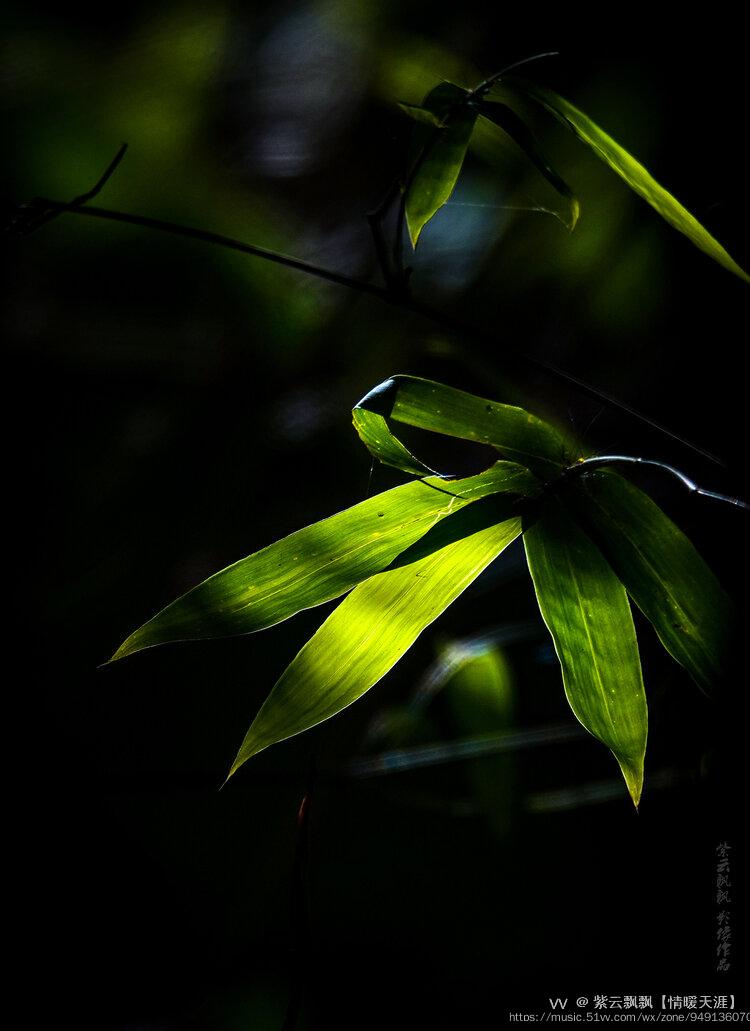 青林翠竹摄影首发