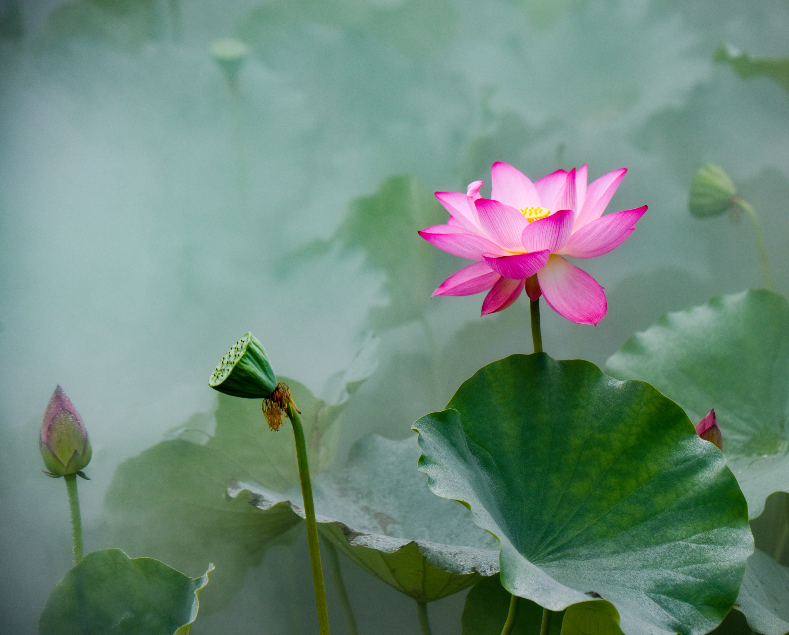 夏日荷花映日红【首发】