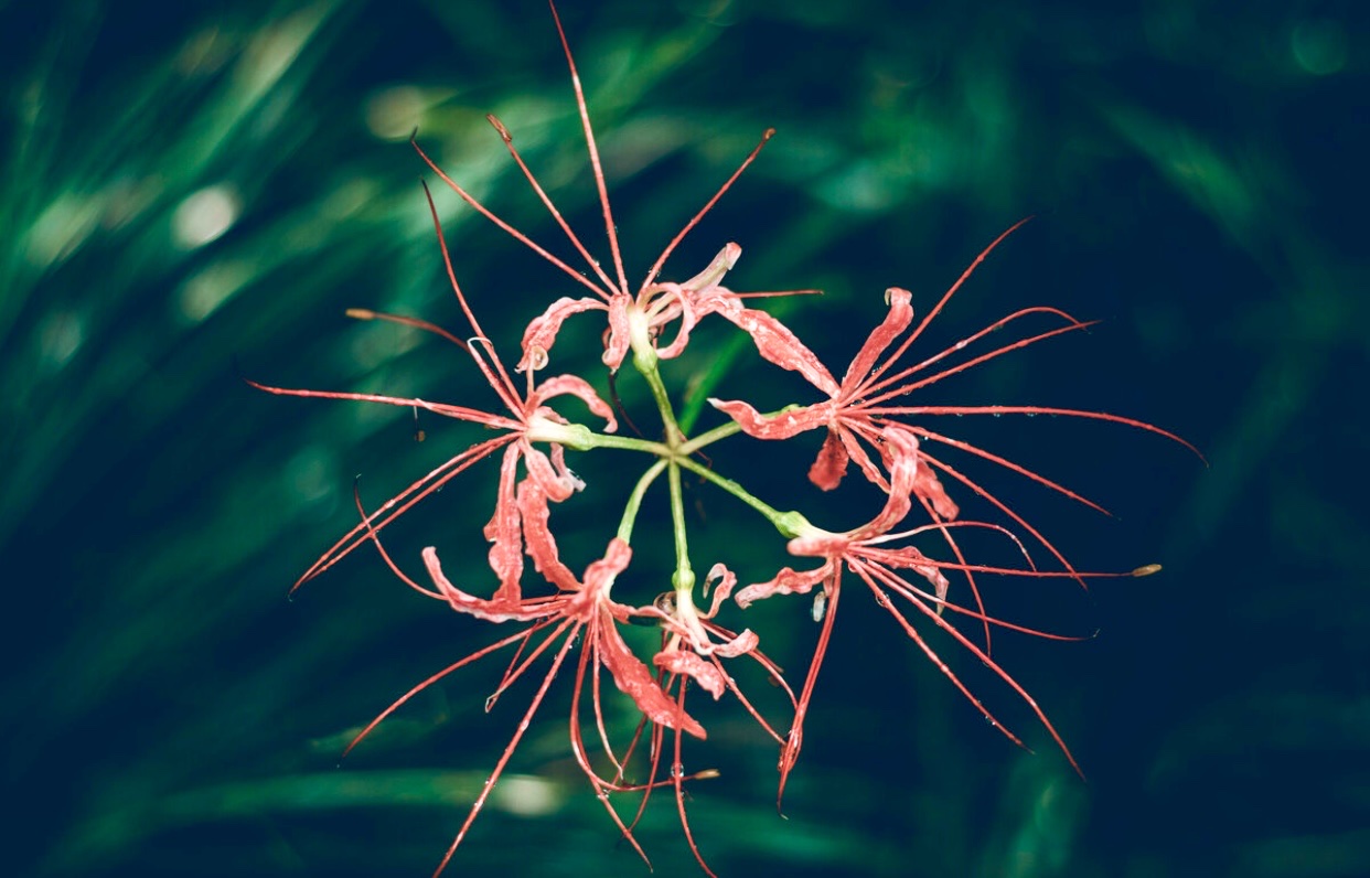 【首发】幽灵花(三)