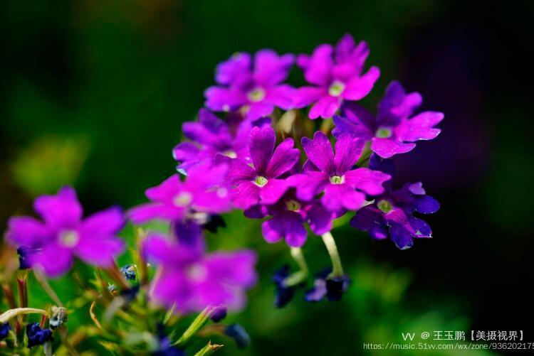 赏花季紫花美女樱