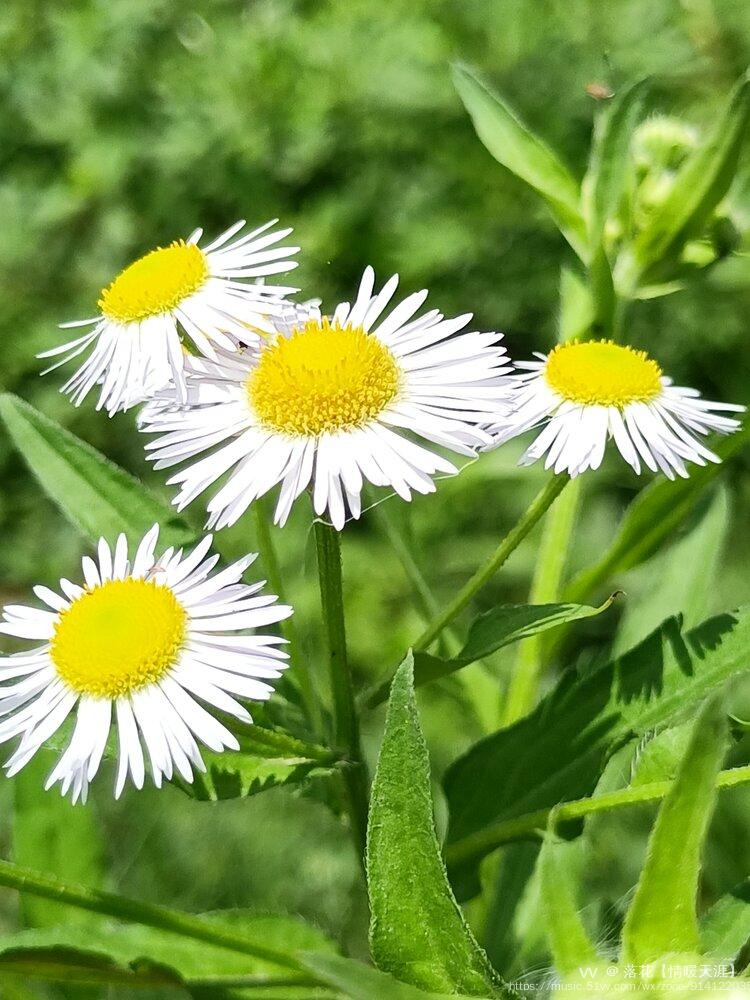 摄影首发春飞蓬