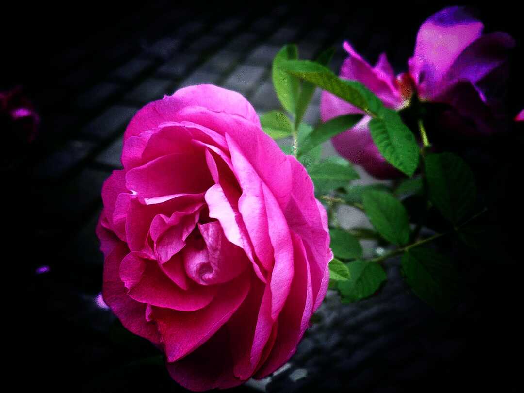 紫花重瓣玫瑰【首发】